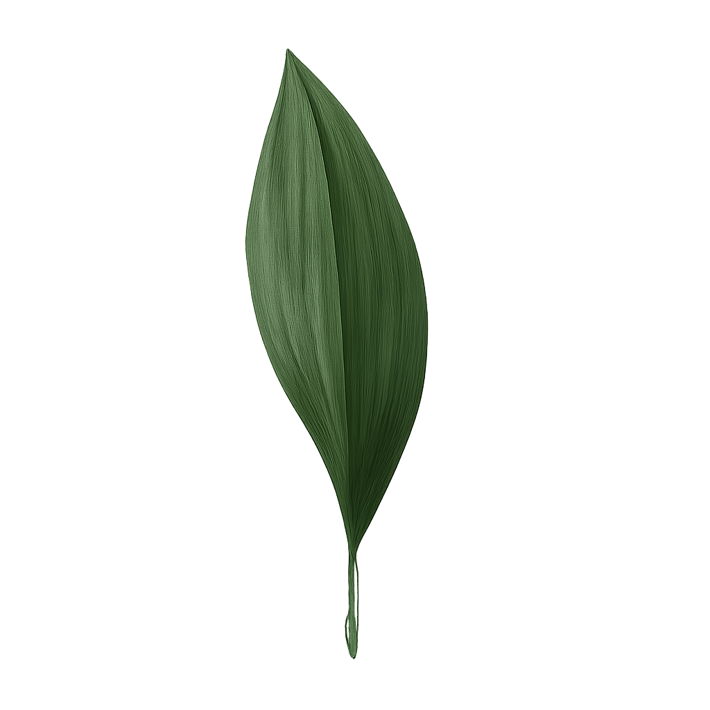 Aspidistra